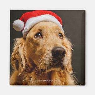 Golden retriever, das für sein Weihnachten Magnet