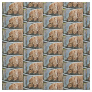 golden retriever, das herein von einer Rückseite Stoff