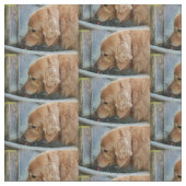 golden retriever, das herein von einer Rückseite Stoff (Nahaufnahme)