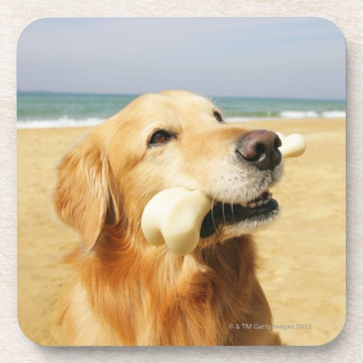 Golden retriever, das Knochen isst Getränkeuntersetzer (Vorderseite)