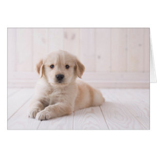 Golden retriever, das sich hinlegt