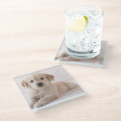 Golden retriever, das sich hinlegt glasuntersetzer (Schrägansicht)