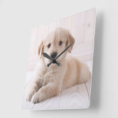 Golden retriever, das sich hinlegt quadratische wanduhr (Winkel)