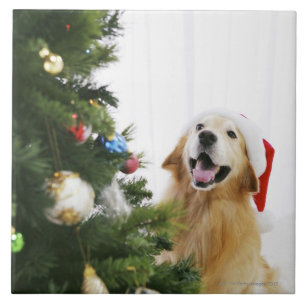 Golden retriever, das Weihnachtsbaum aufpasst Fliese