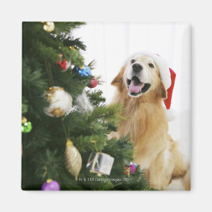 Golden retriever, das Weihnachtsbaum aufpasst Magnet