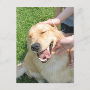 Golden Retriever, die Sie getan haben, Glückwunsch Postkarte