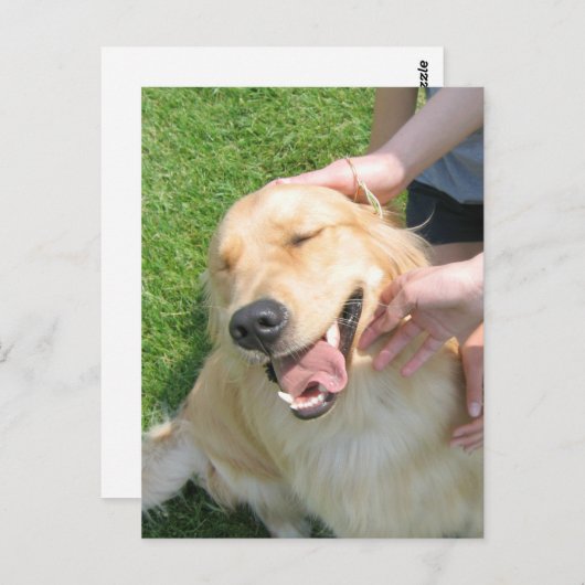 Golden Retriever, die Sie getan haben, Glückwunsch Postkarte (Vorne/Hinten)