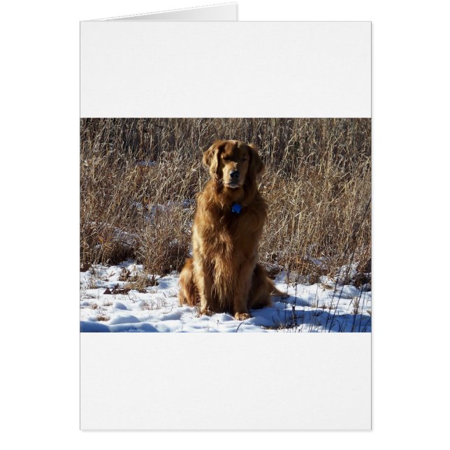 Golden Retriever Dog (Vorne)
