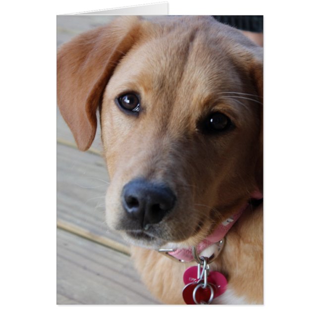 Golden Retriever Dog (Vorne)