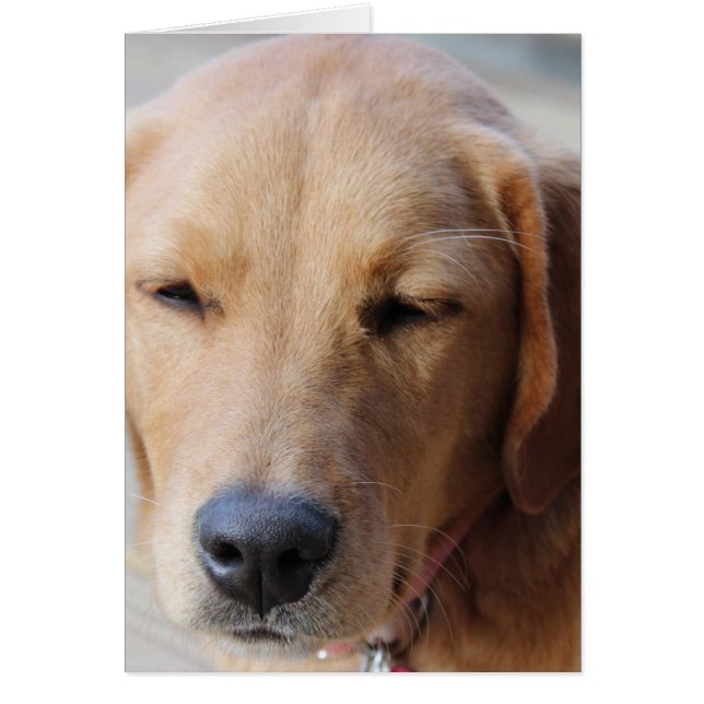 Golden Retriever Dog #2 (Vorne)