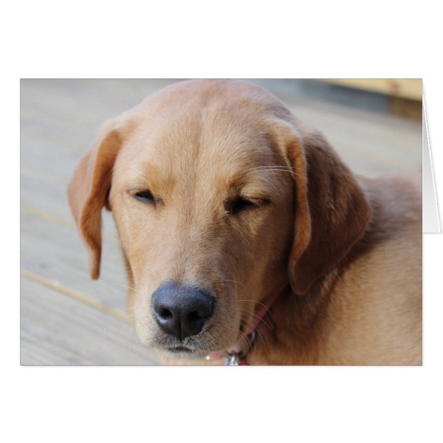 Golden Retriever Dog #2 (Vorderseite (Horizontal))