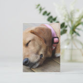 Golden Retriever Dog #4 Postkarte (Stehend Vorderseite)