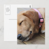 Golden Retriever Dog #4 Postkarte (Vorne/Hinten)