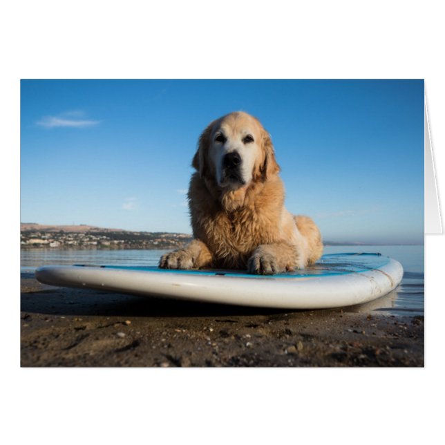 Golden Retriever Dog auf einem Paddelbrett (Vorderseite (Horizontal))