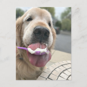 Golden Retriever Dog Es ist immer Eis Cream O'Cloc Postkarte