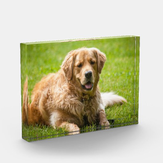 Golden Retriever Dog Fotoblock (Links)