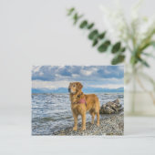 Golden Retriever Dog im Beach Blue Sky Foto Postkarte (Stehend Vorderseite)