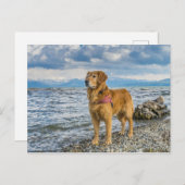 Golden Retriever Dog im Beach Blue Sky Foto Postkarte (Vorne/Hinten)