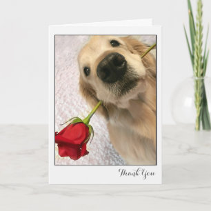 Golden Retriever Dog mit Rote Rose Danke