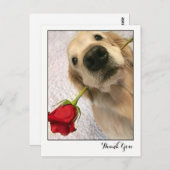 Golden Retriever Dog mit Rote Rose Danke Postkarte (Vorne/Hinten)