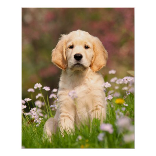 Golden Retriever Dog Niedlich Goldie Puppy, Foto Poster (Vorderseite)