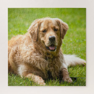 Golden Retriever Dog Puzzle