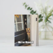 Golden Retriever Dog Wir haben den Adresswechsel v Ankündigungspostkarte (Stehend Vorderseite)