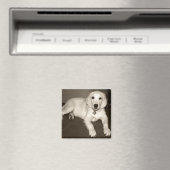 Golden Retriever (English Cream) Welpe - 14 Wochen Magnet (In Situ (Geschirrspüler))