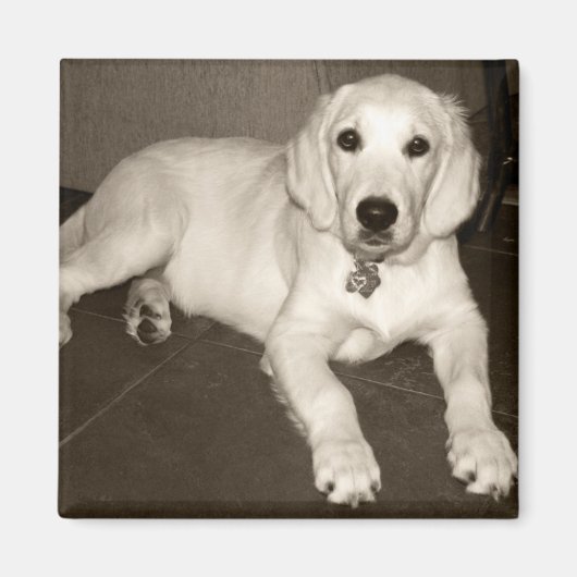 Golden Retriever (English Cream) Welpe - 14 Wochen Magnet (Vorne)