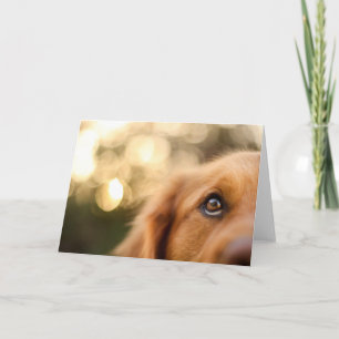 Golden Retriever Eye Close Karte