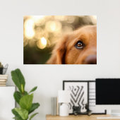 Golden Retriever Eye Closeup Poster (Heimbüro)