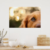 Golden Retriever Eye Closeup Poster (Küche)