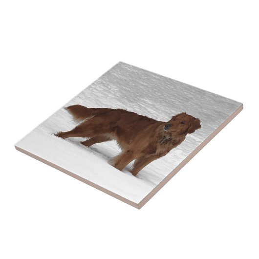 Golden retriever fliese (Seite)