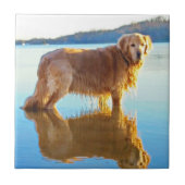 Golden retriever fliese (Vorderseite)