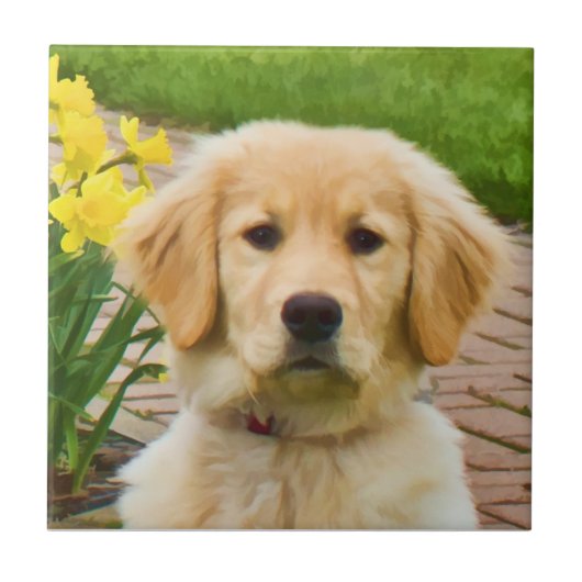 Golden retriever-Fliese Fliese (Vorderseite)