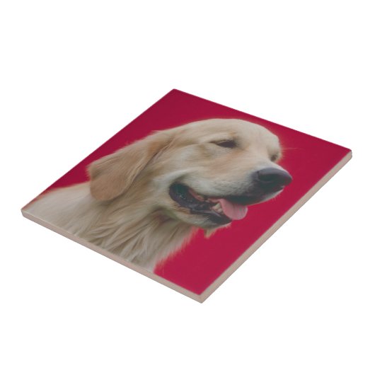 Golden retriever-Fliese Fliese (Seite)