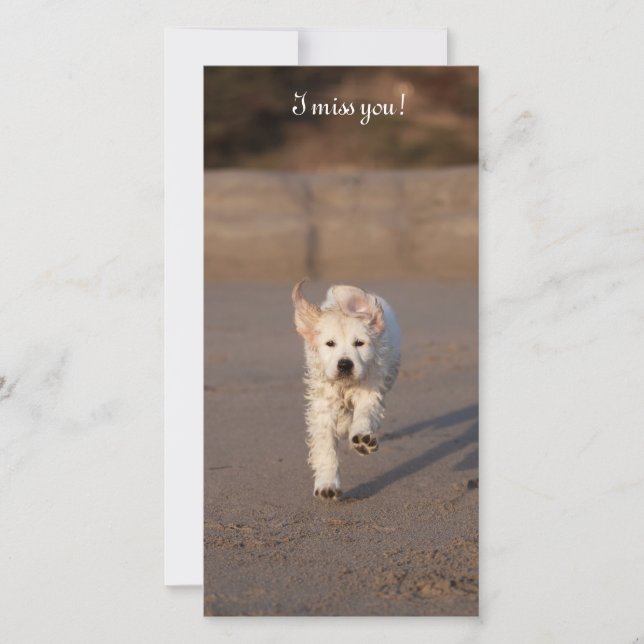 Golden Retriever Foto Card (Vorderseite)