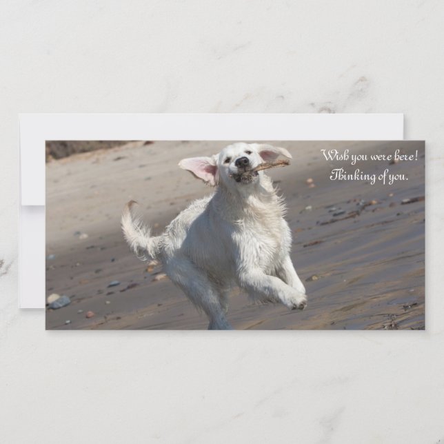 Golden Retriever Foto Card (Vorderseite)