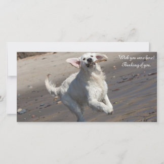 Golden Retriever Foto Card