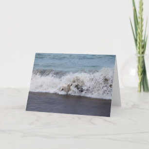 Golden Retriever Foto Card Karte
