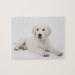 Golden Retriever Foto Puzzle
