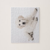 Golden Retriever Foto Puzzle (Vertikal)