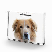 Golden Retriever. Fotoblock (Rechts)