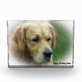 Golden Retriever. Fotoblock (Vorderseite)
