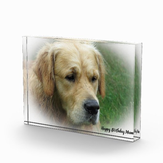 Golden Retriever. Fotoblock (Rechts)