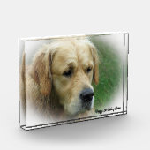 Golden Retriever. Fotoblock (Links)