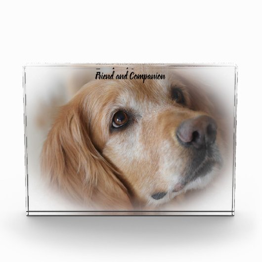 Golden Retriever. Fotoblock (Vorderseite)