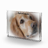Golden Retriever. Fotoblock (Rechts)