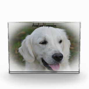 Golden Retriever. Fotoblock
