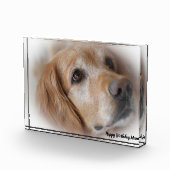 Golden Retriever. Fotoblock (Rechts)
